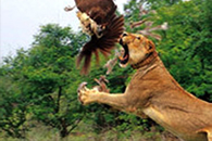 Golden Triangle Tiger and Birds Tour